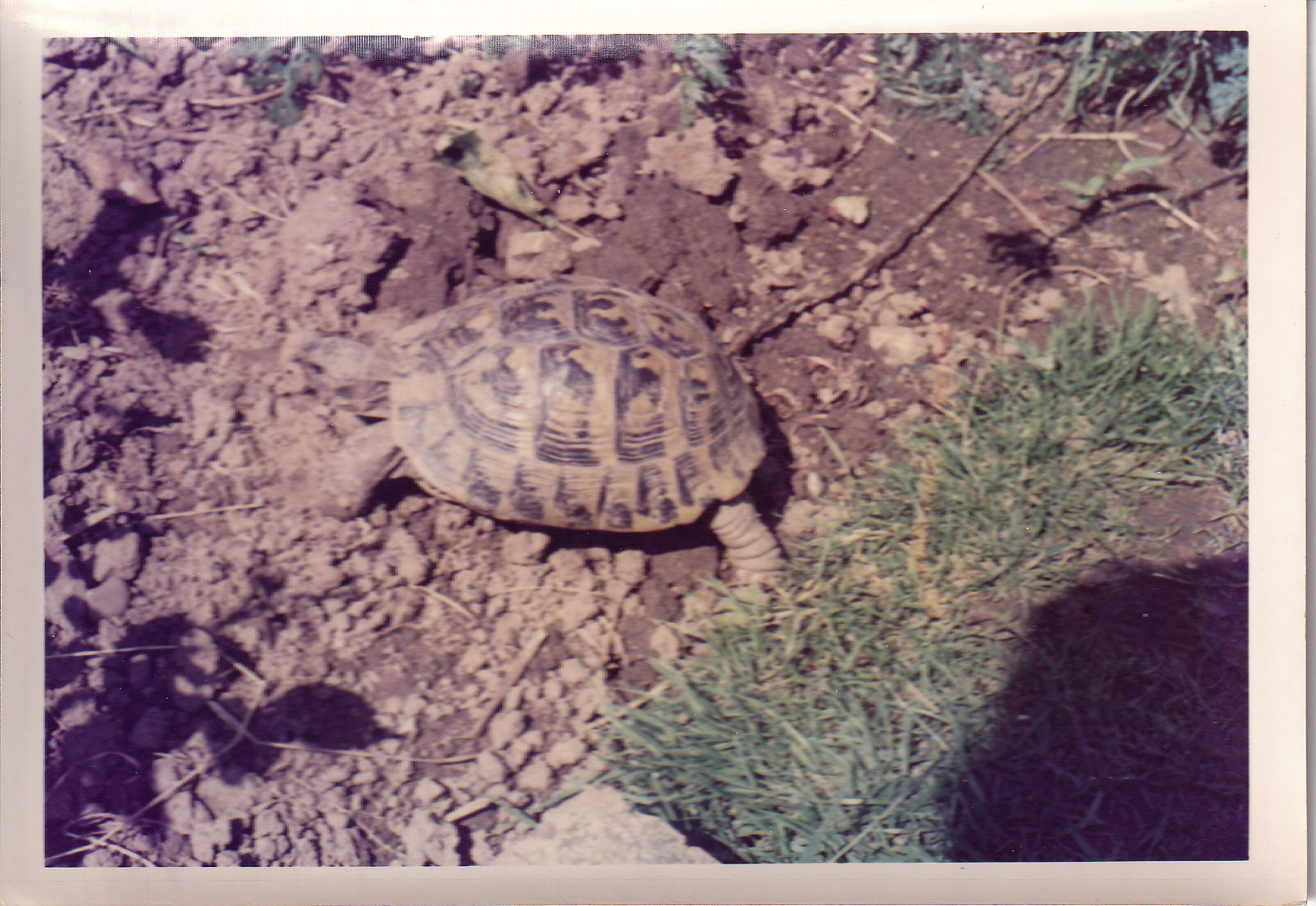 Tortoise